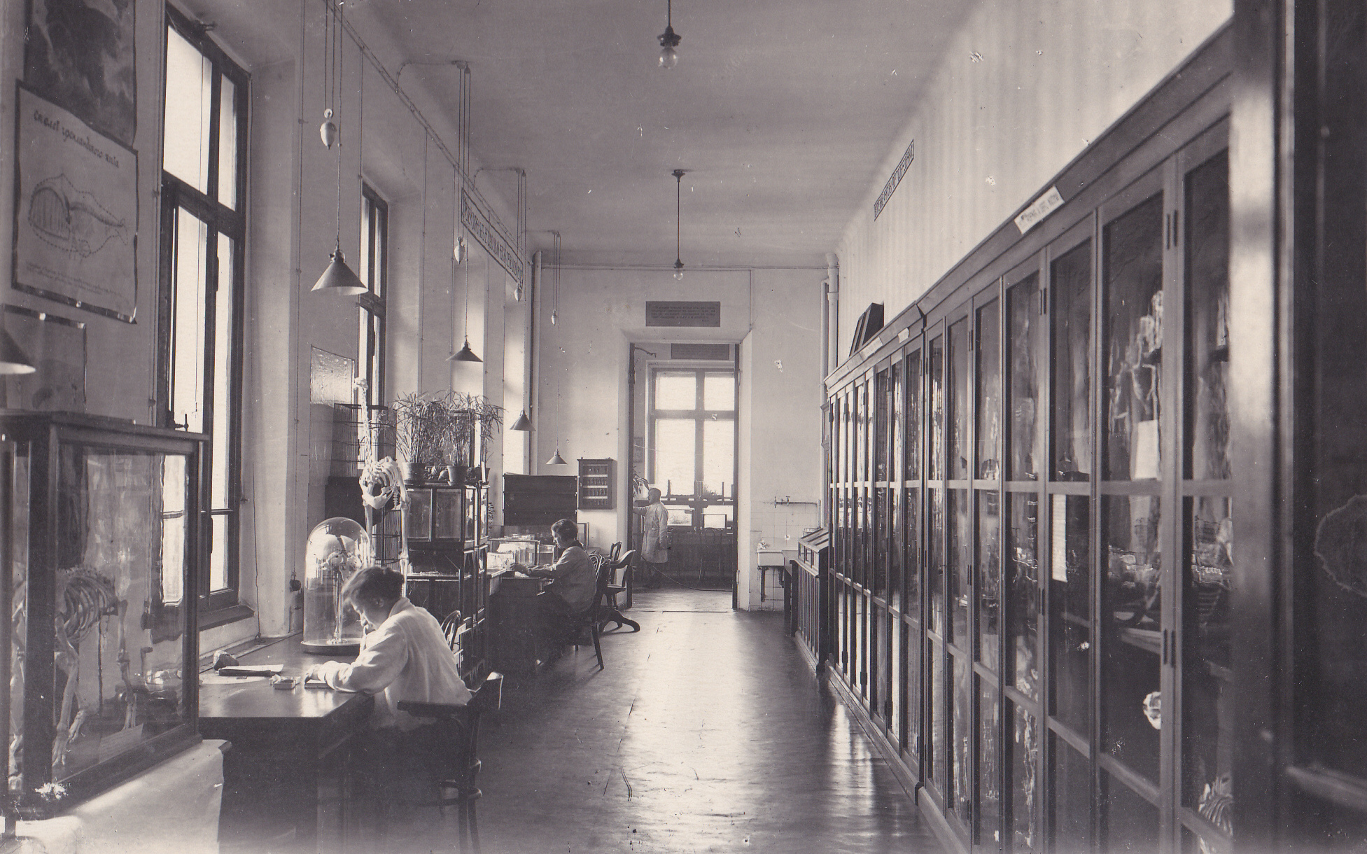 Зал Биологического музея в здании на Миусской площади, 1920-е годы (Фото из архива)